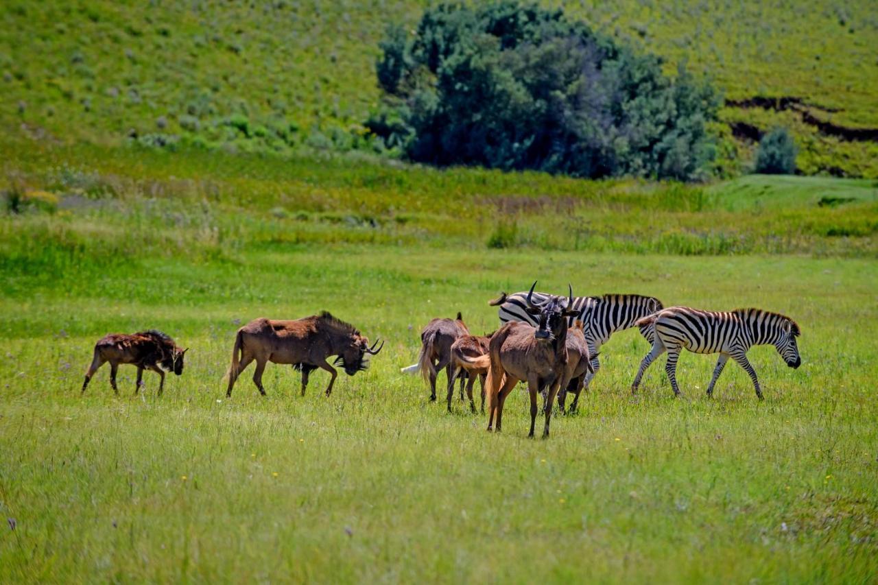 Remi Lodge Dullstroom Eksteriør bilde