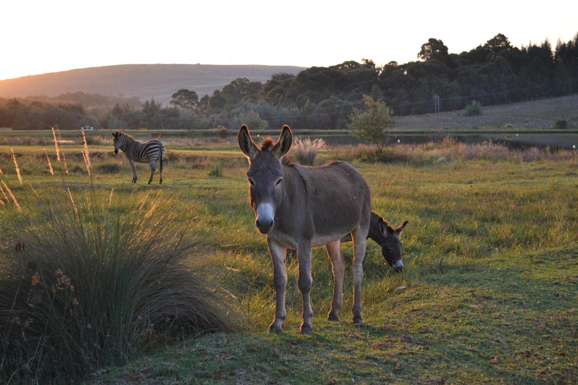 Remi Lodge Dullstroom Eksteriør bilde