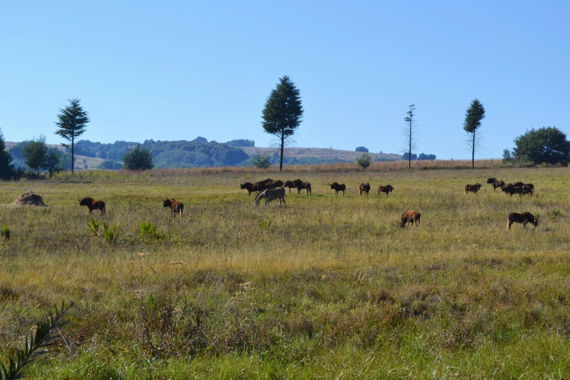 Remi Lodge Dullstroom Eksteriør bilde